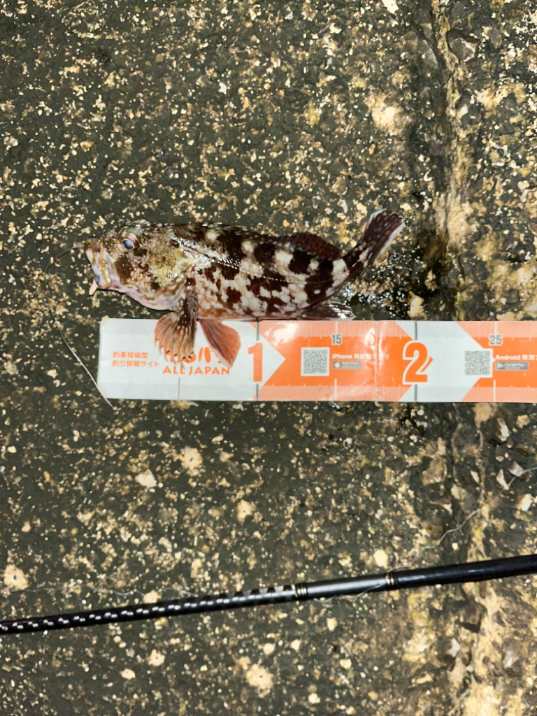 昨日に引き続きガシリング