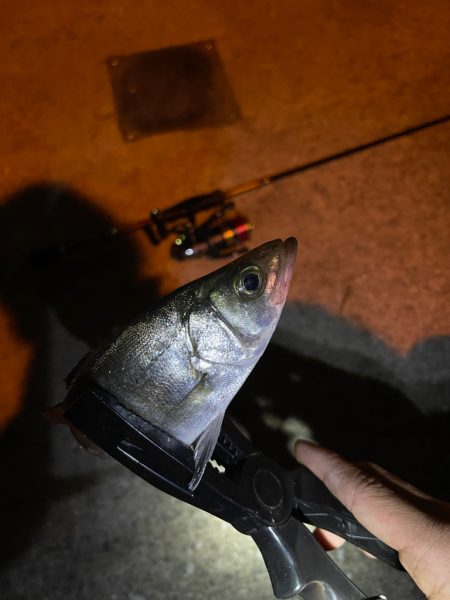 アジングでシーバス