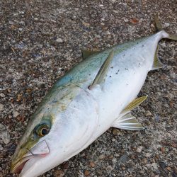 フラット狙いで