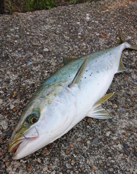 フラット狙いで