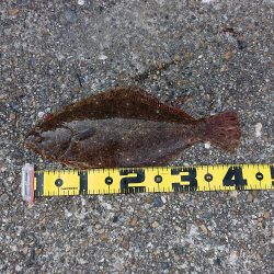 続・フラット狙いで