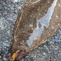 ヒラメに魅せられて