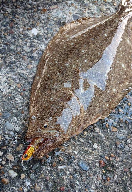 ヒラメに魅せられて