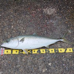 苦労した釣りの結末は…