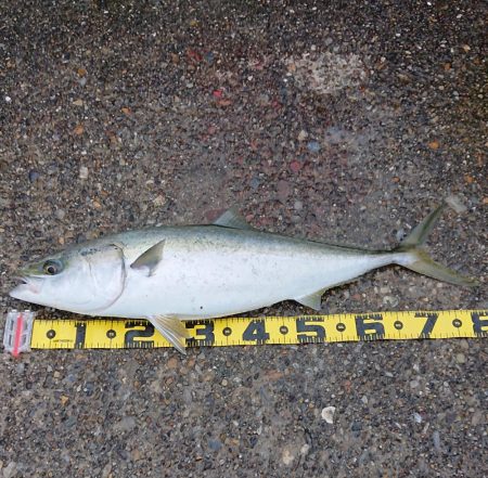 苦労した釣りの結末は…