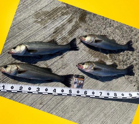 サイズが少し良く