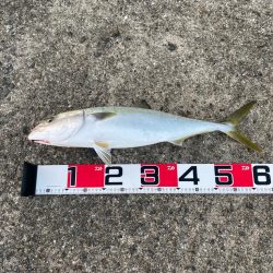 ノマセでメジロ