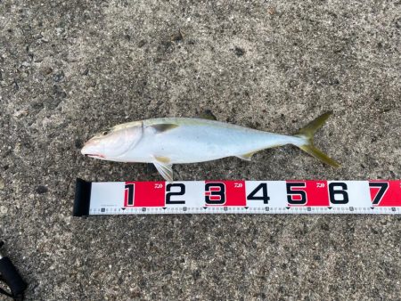 ノマセでメジロ