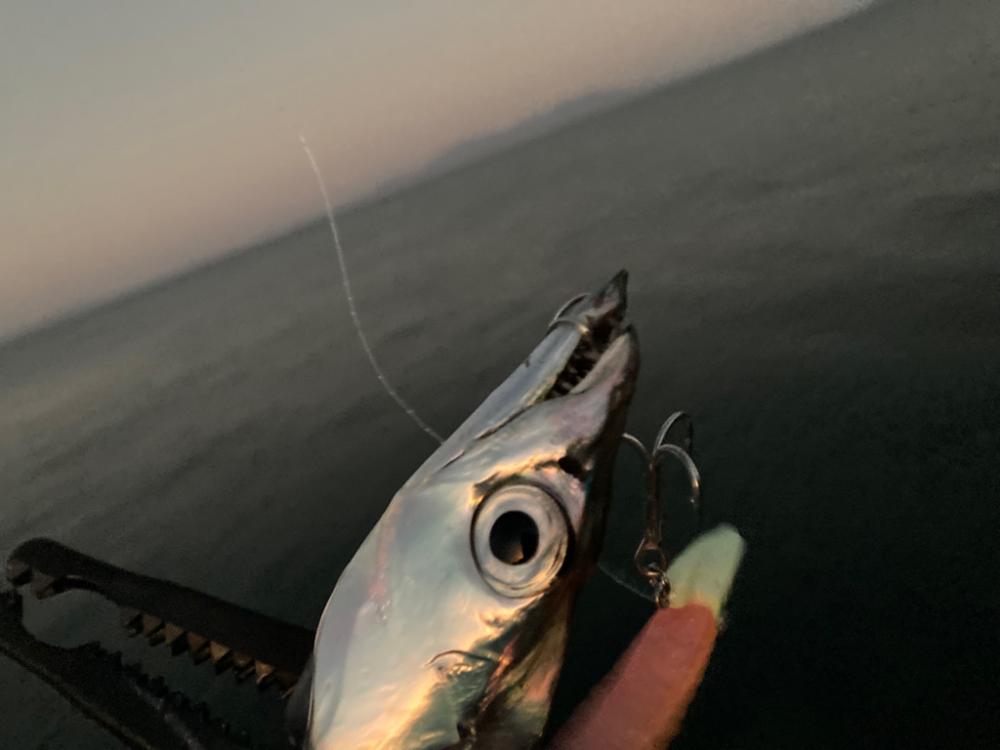 タチウオとついでにカワハギ