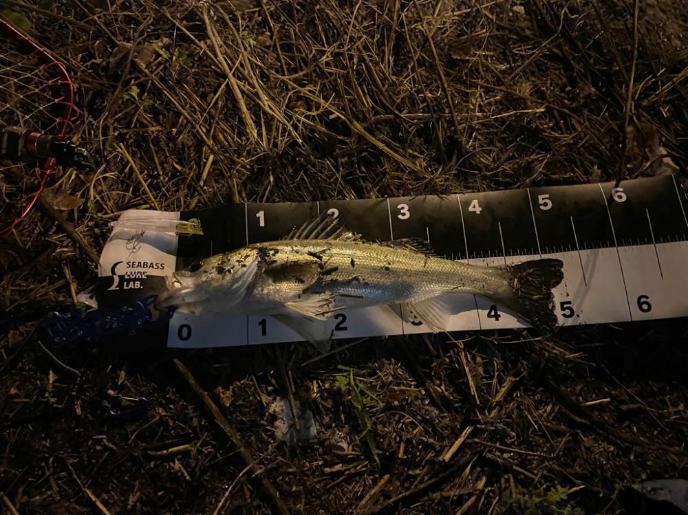 明暗のシーバスゲーム