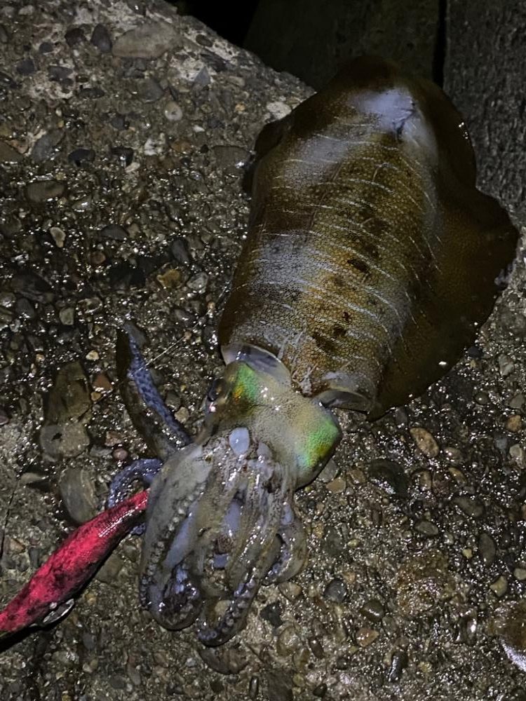 月明かりに照らされて🎶