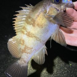 上がり調子のメバリング