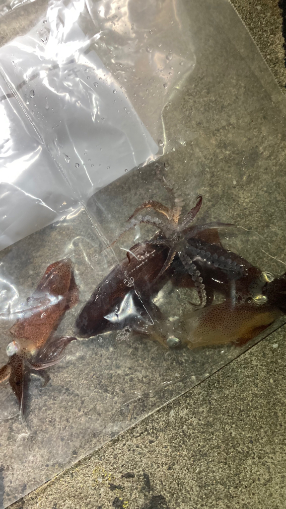 ヒイカエギング