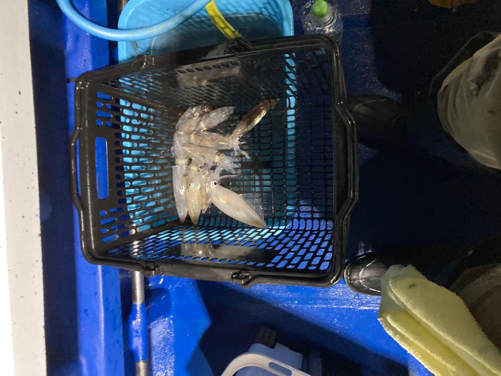 沼津イカ釣り