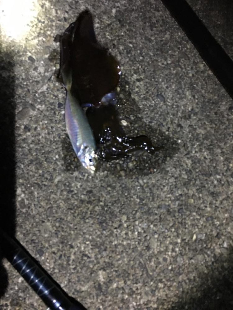 今年初の食べ頃サイズ!