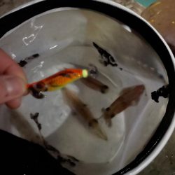 北海道マメイカ釣り