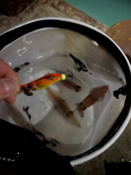 北海道マメイカ釣り