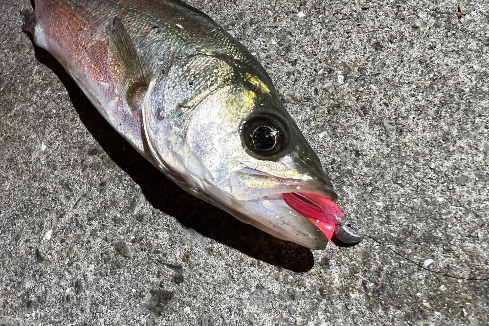 鯵を探して三千里Ver.6