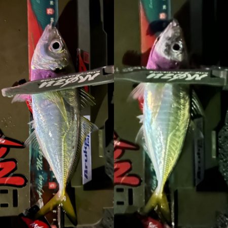 ひっそりと湾奥アジング