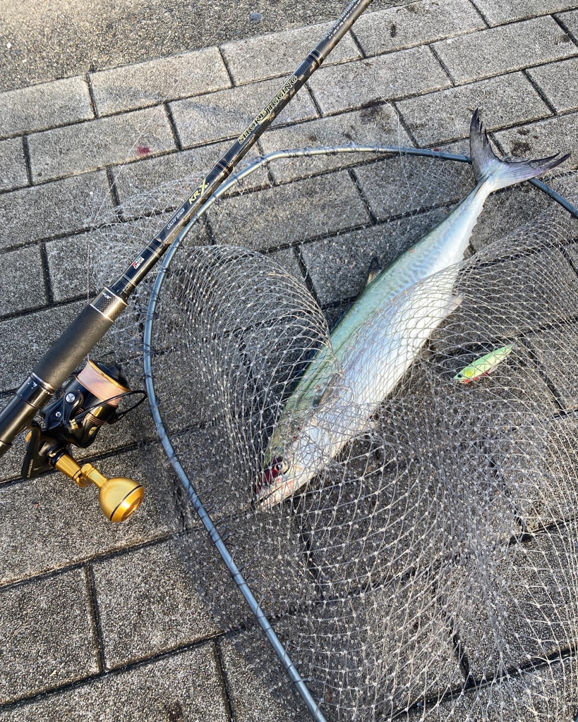 水潮タフコン。青牙2本。。