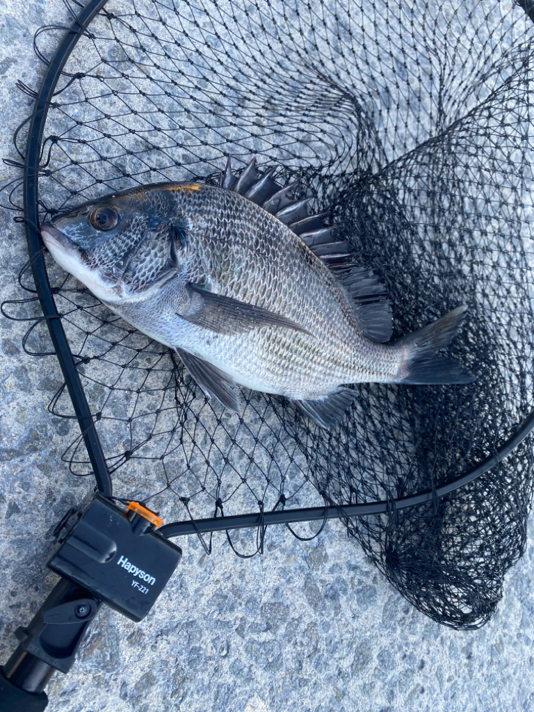 釣り始めは水深が低く魚が寄りにくい展開