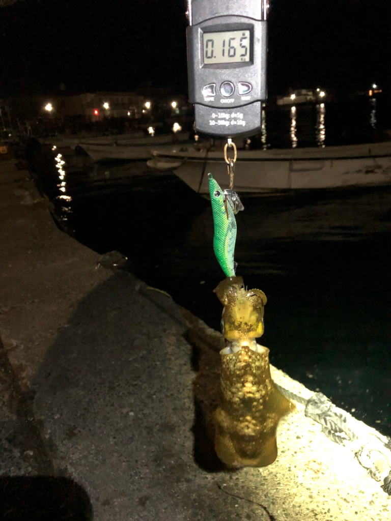 【若狭エリア】アオリイカ探し