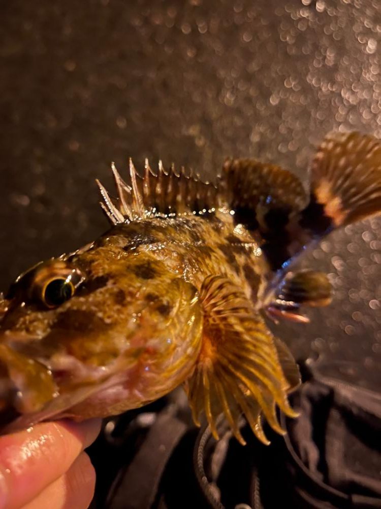 根魚ライトゲーム