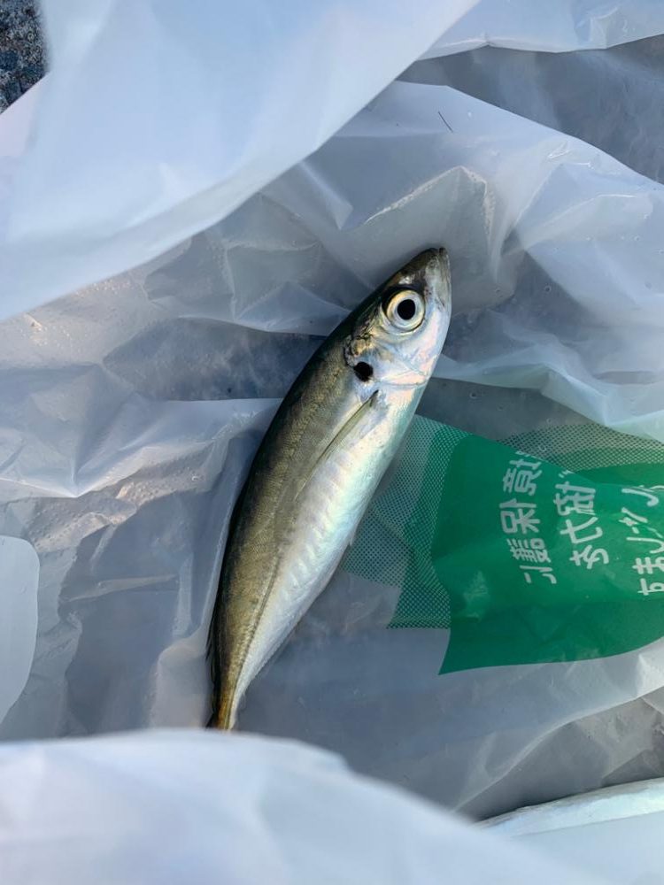 足元の主！でかアコウ