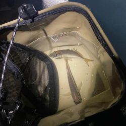 早朝からサビキ釣り