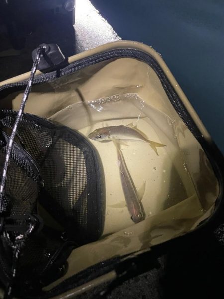 早朝からサビキ釣り