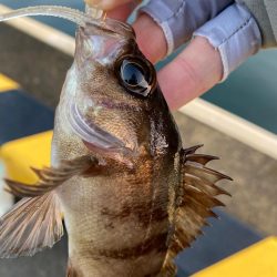 仕事前のアジング