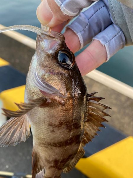 仕事前のアジング