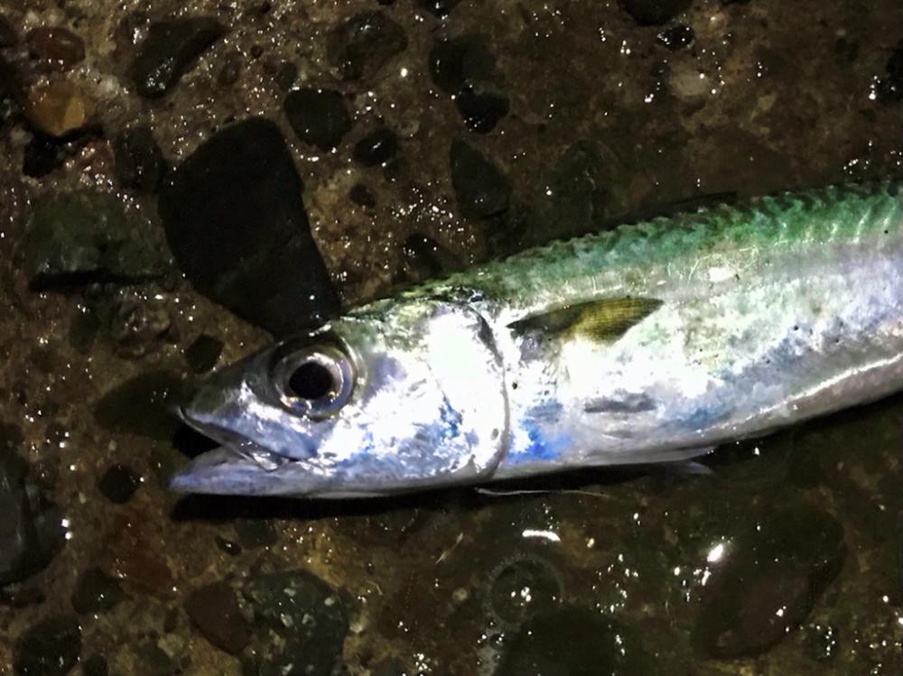 アジング（のつもり）