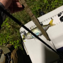 ジグ単deアジング♪上出来です^ ^