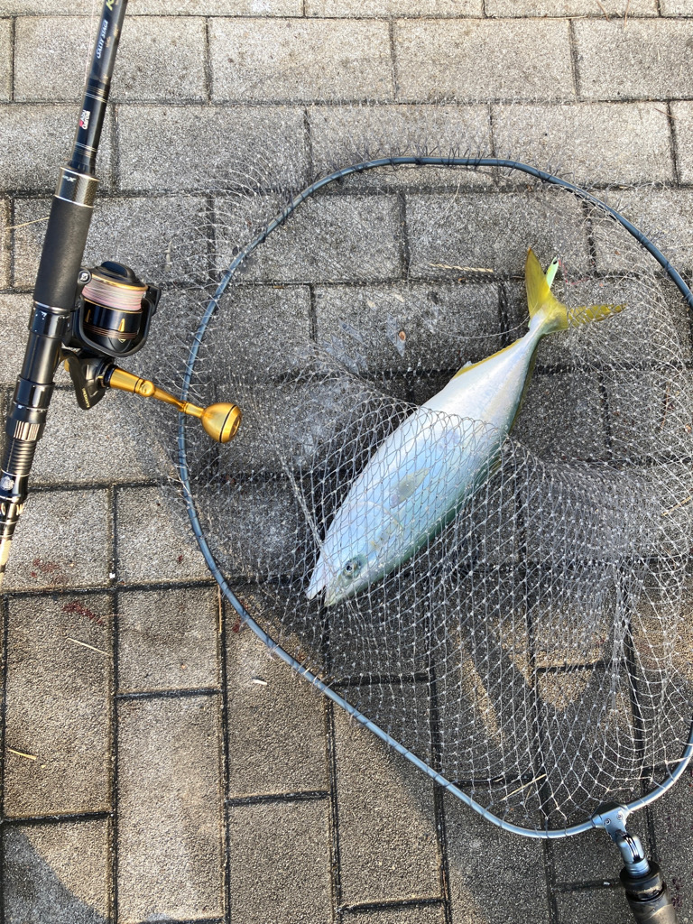 青牙掛けそ損じまくり。ハマチ44cm。。