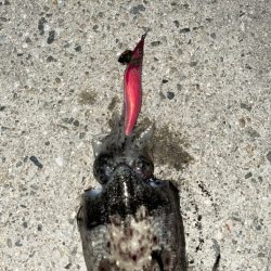 良型！！キロアップならず！