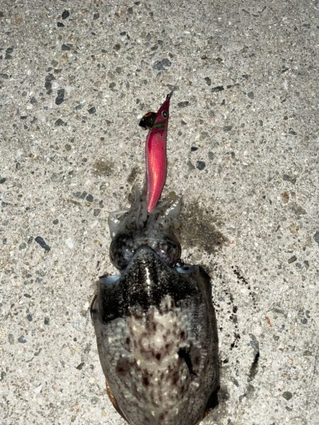 良型！！キロアップならず！