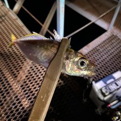 小島養魚場で悶絶豆アジング♪