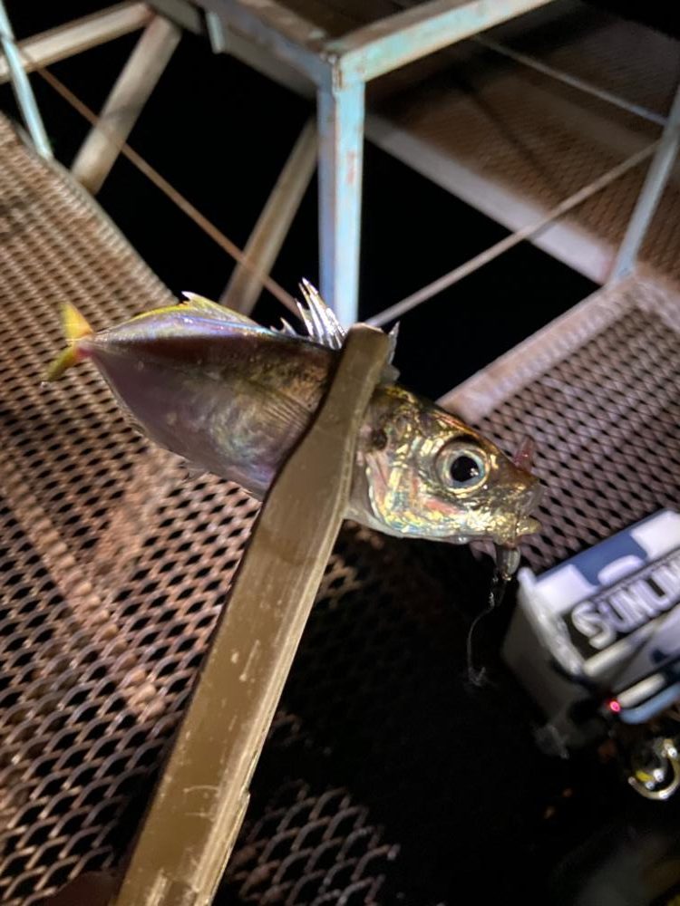 小島養魚場で悶絶豆アジング♪