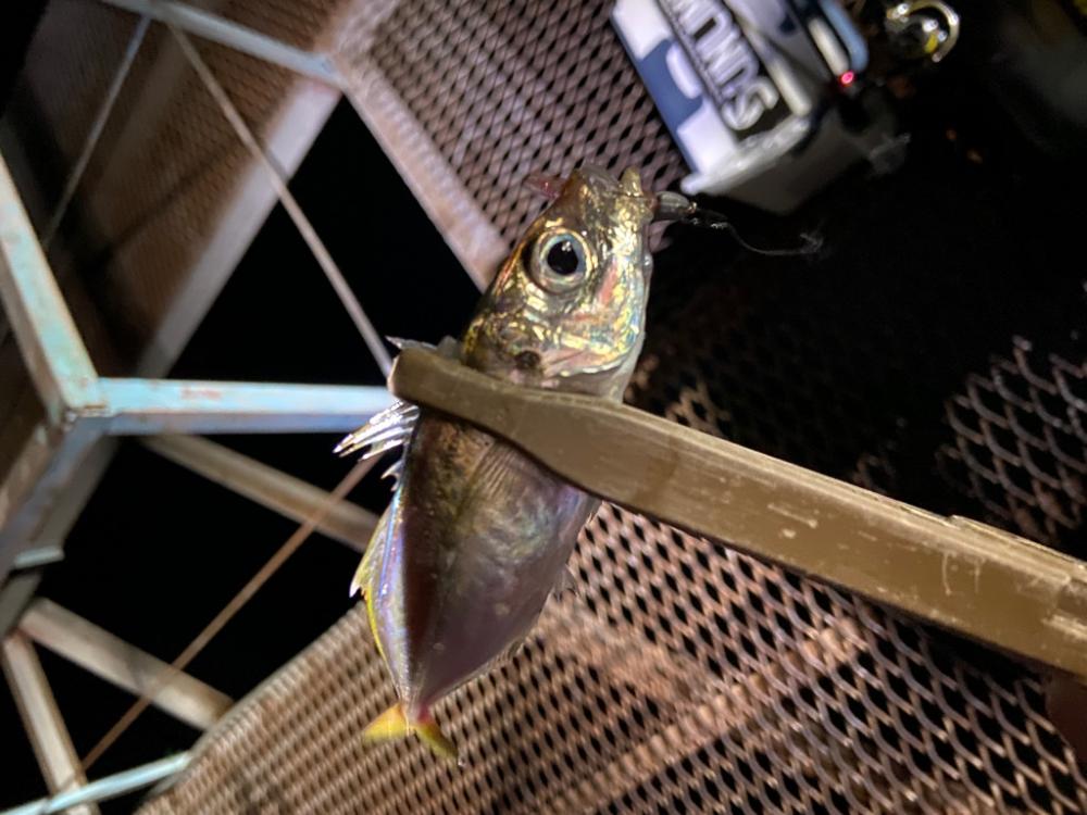 小島養魚場で悶絶豆アジング♪