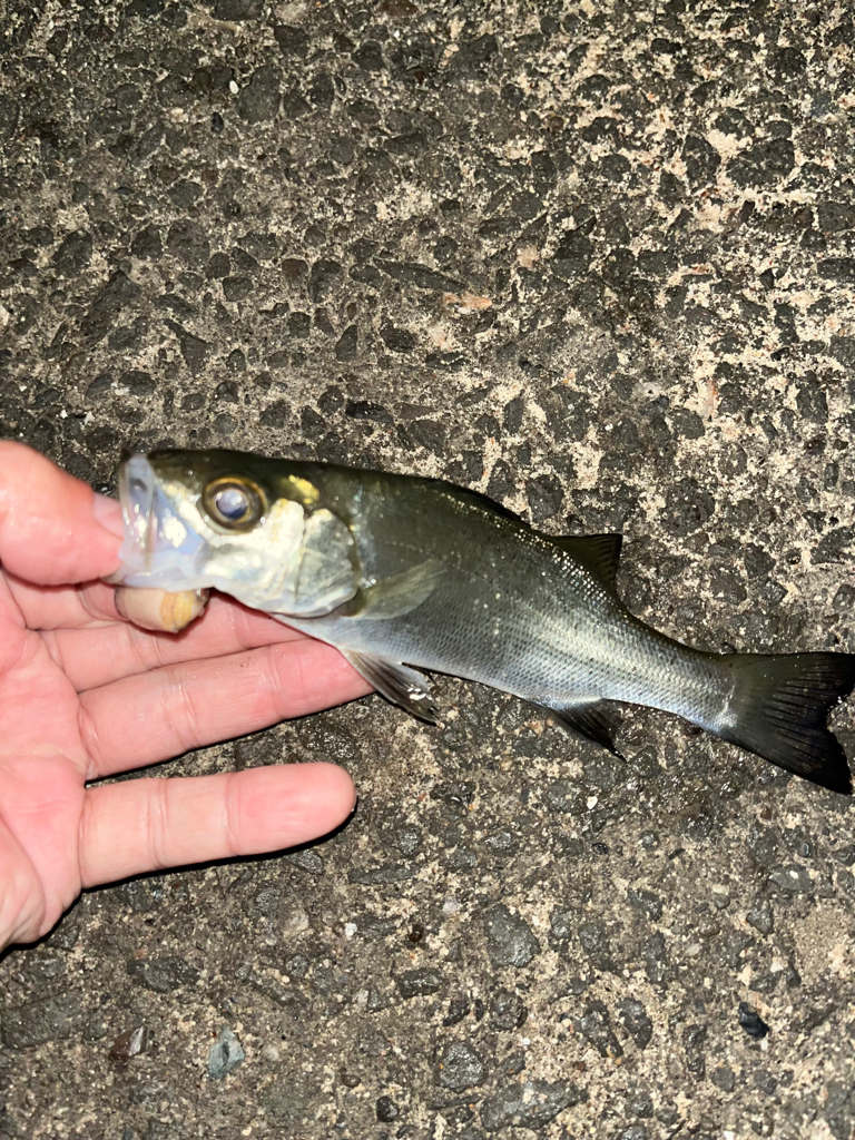 アジはどこへ!?