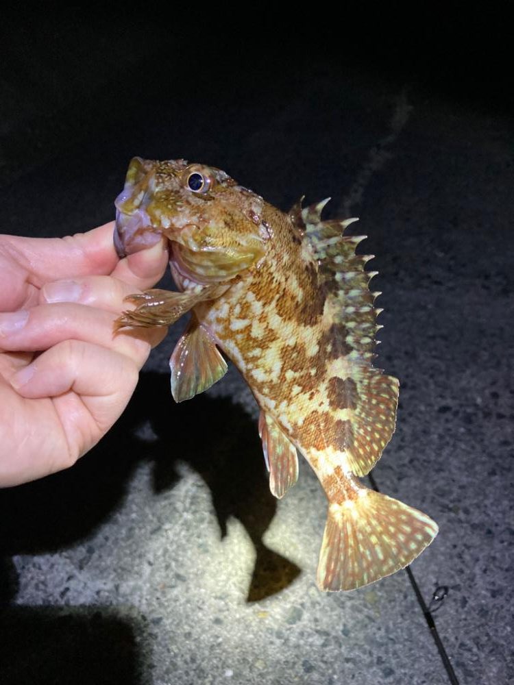 楽しいライトゲーム