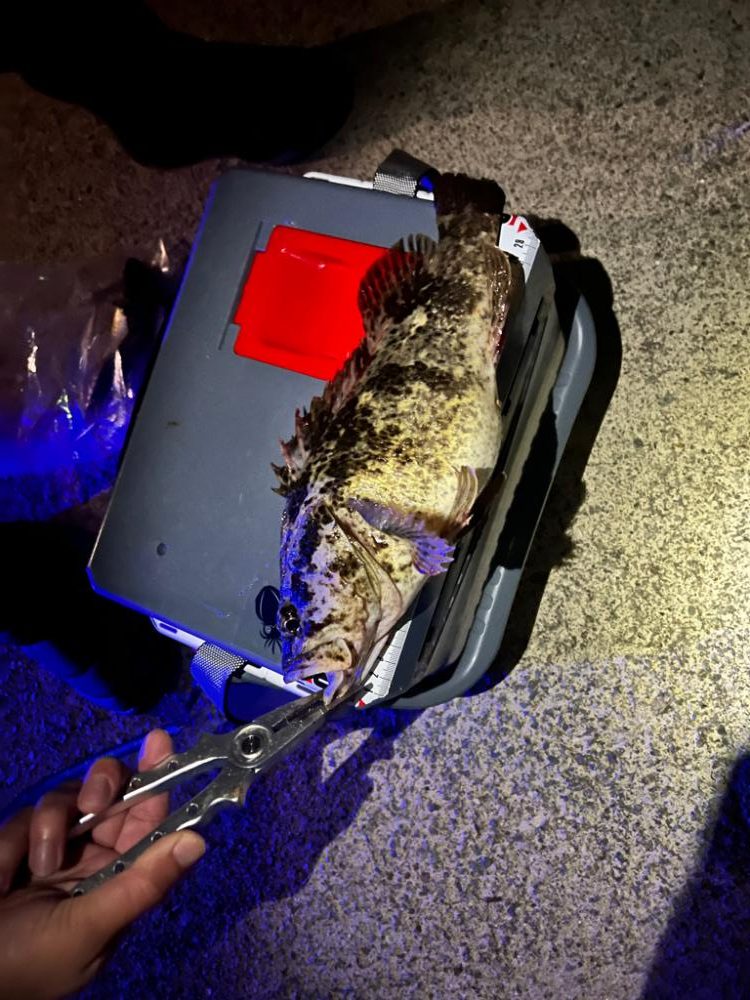 メバリング調査！！