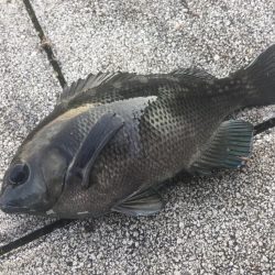 青物狙いと五目釣り