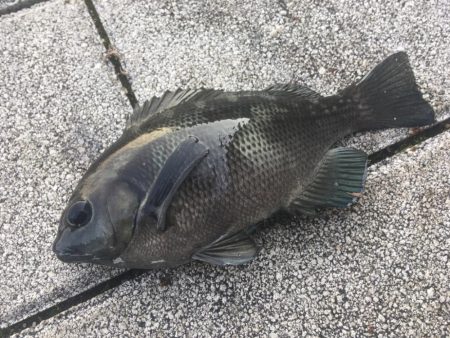 青物狙いと五目釣り