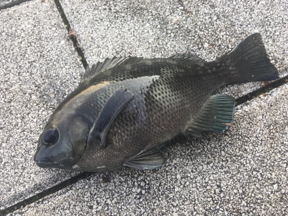 青物狙いと五目釣り