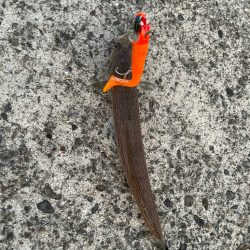 マゴチと愉快な仲間たち