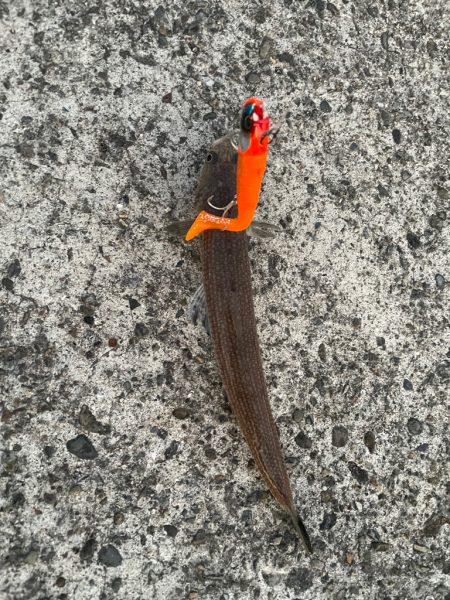 マゴチと愉快な仲間たち