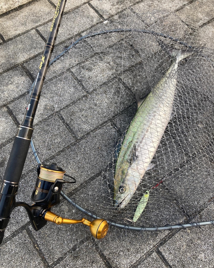 湾奥リベンジャーズ。青牙サゴシ2本。。