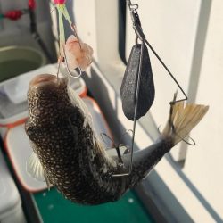 明石ショウサイ